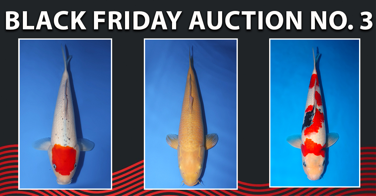 2023 Black Friday Special Auction No. 3 Landing Page Banner