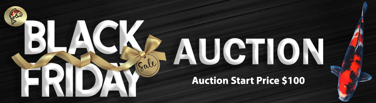 Black Friday Auction Banner Header Auction No. 2