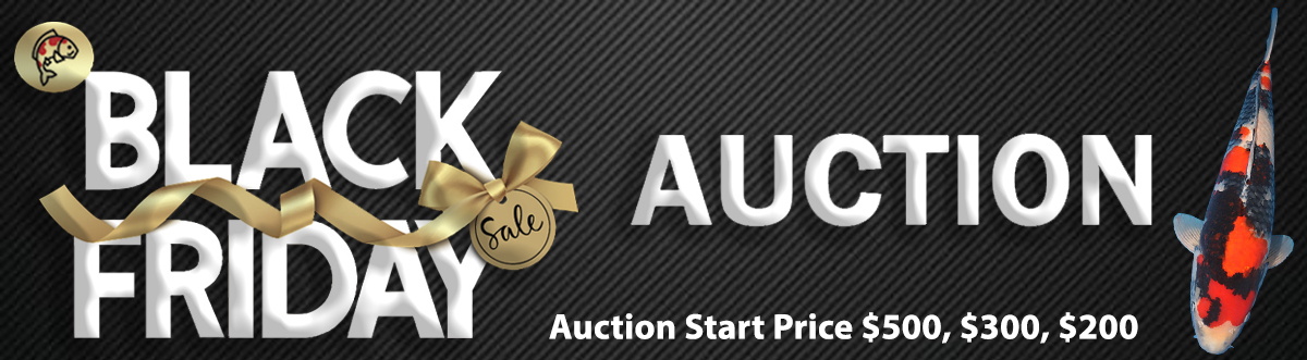 Black Friday Auction No.1 Banner Header