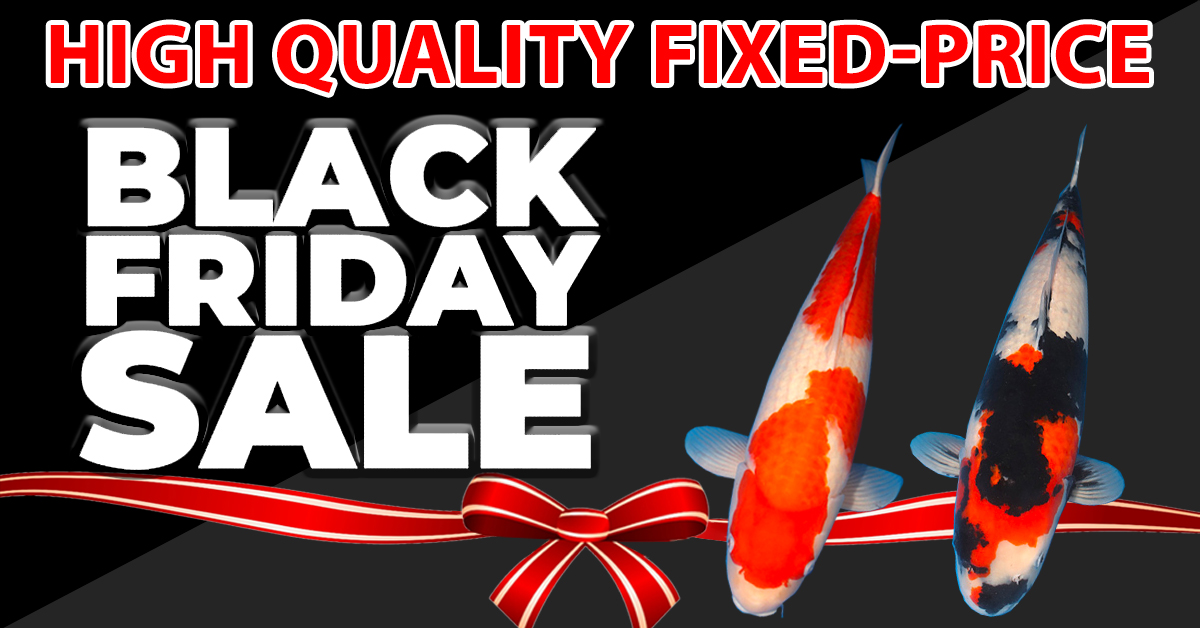 Black Friday Fixed Price Banner