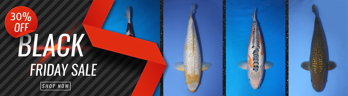 Black Friday Fixed Price Banner Headers