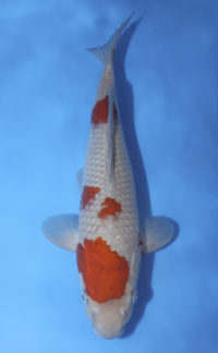 Ochibashigure - Koi For Sale - Kodama Koi Farm