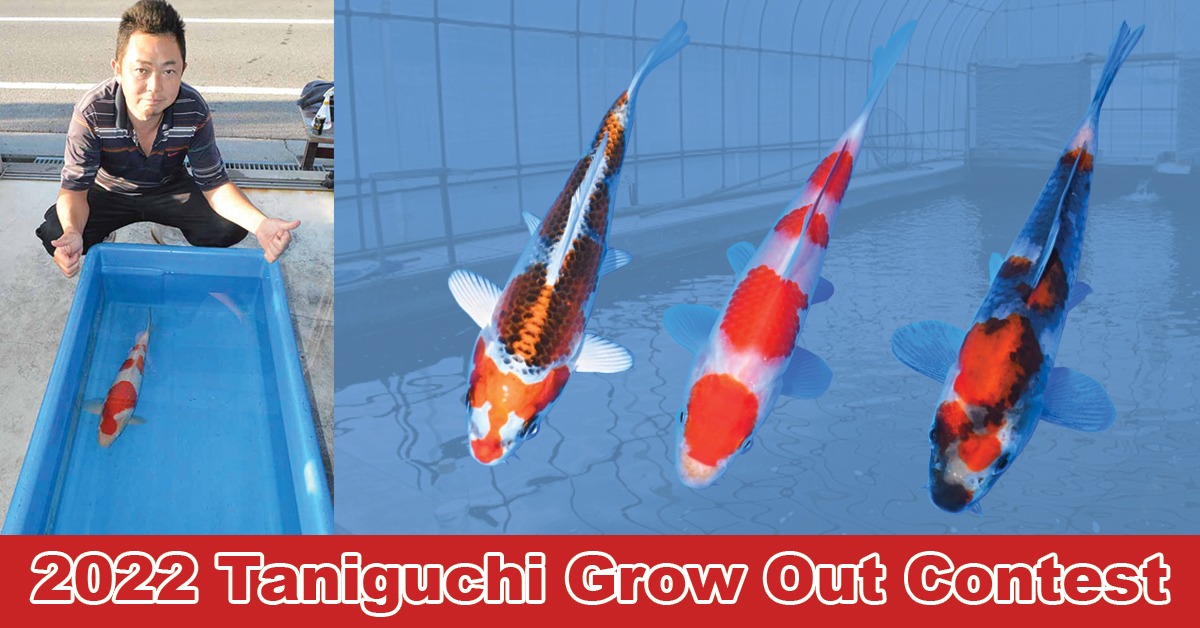 Taniguchi Grow Out