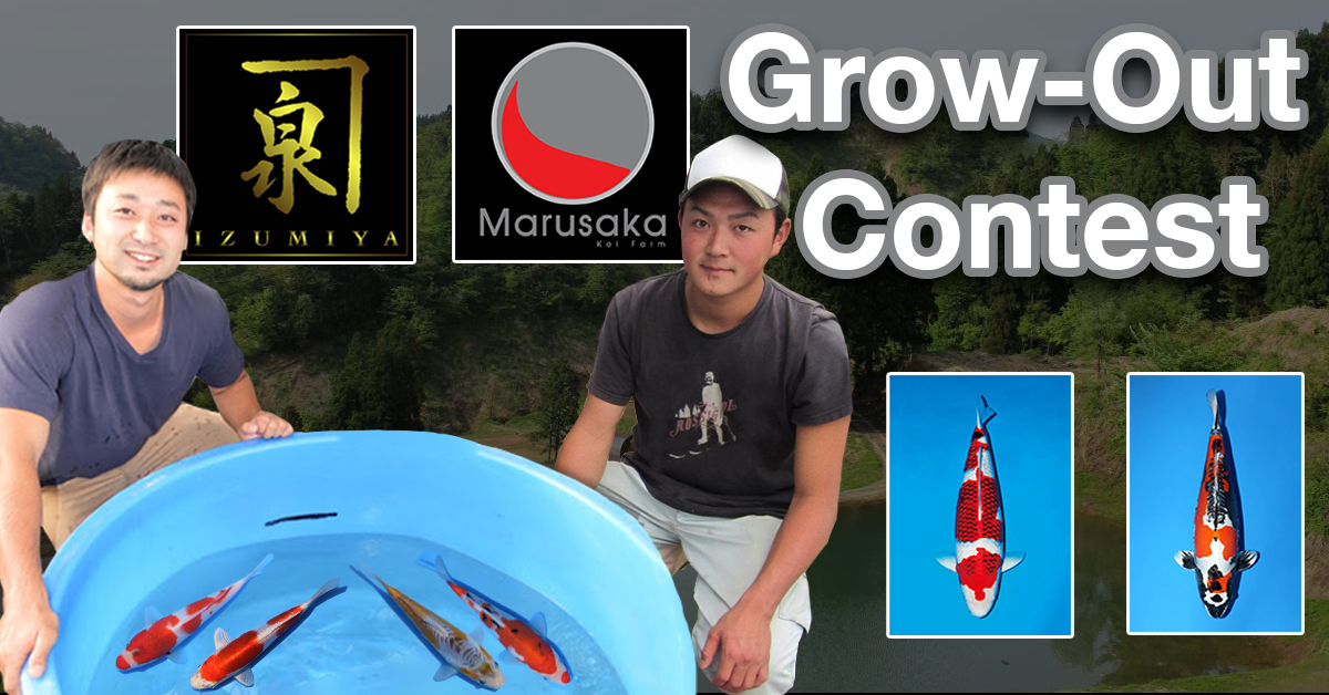 Izumiya and Marusaka Koi Farm Grow Out Contest