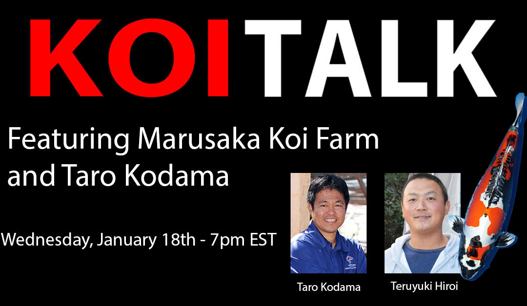 KOI TALK RECAP: Marusaka Koi Farm