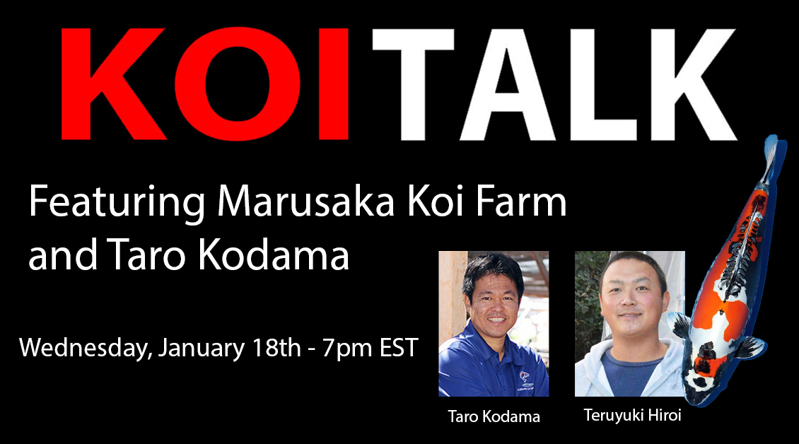 KOI TALK RECAP: Marusaka Koi Farm