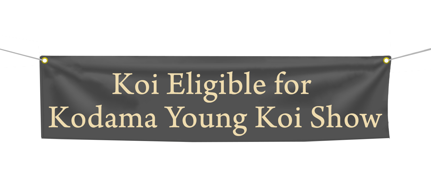 Koi tagged eligible for young koi show
