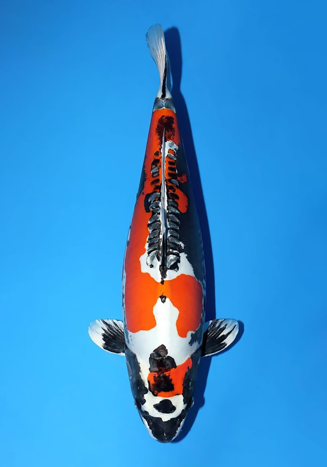 marusaka Kawarigoi