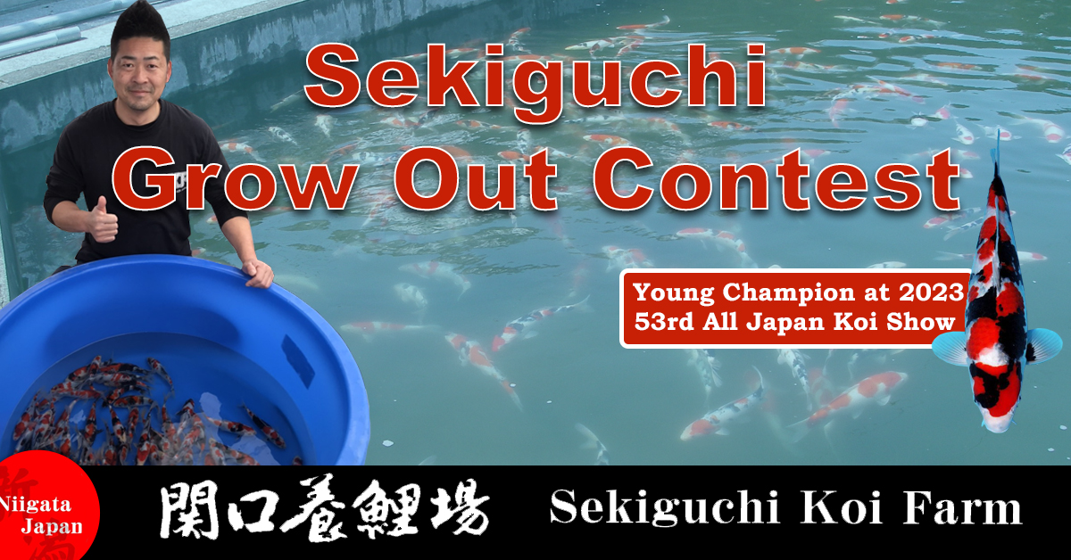 2023 Sekiguchi Grow Out Contest Banner