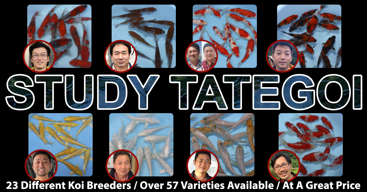 2023 Study Tategoi