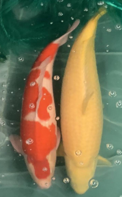 S__13172784
