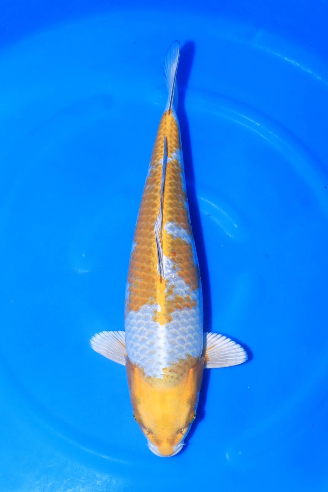 S__13590534