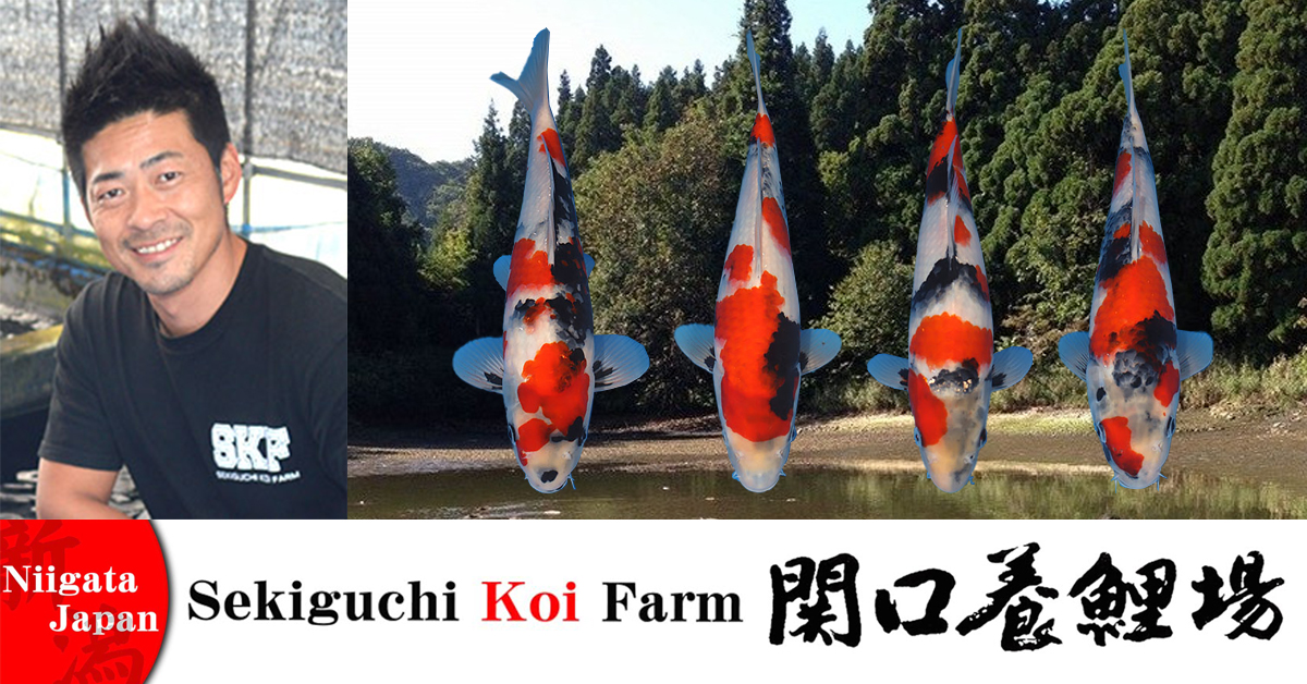 Sekiguchi Showa Special Auction Banner