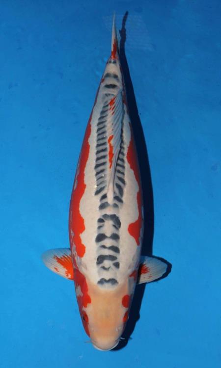 Yamajyu Shusui - Best in Variety at 53rd AJKS
