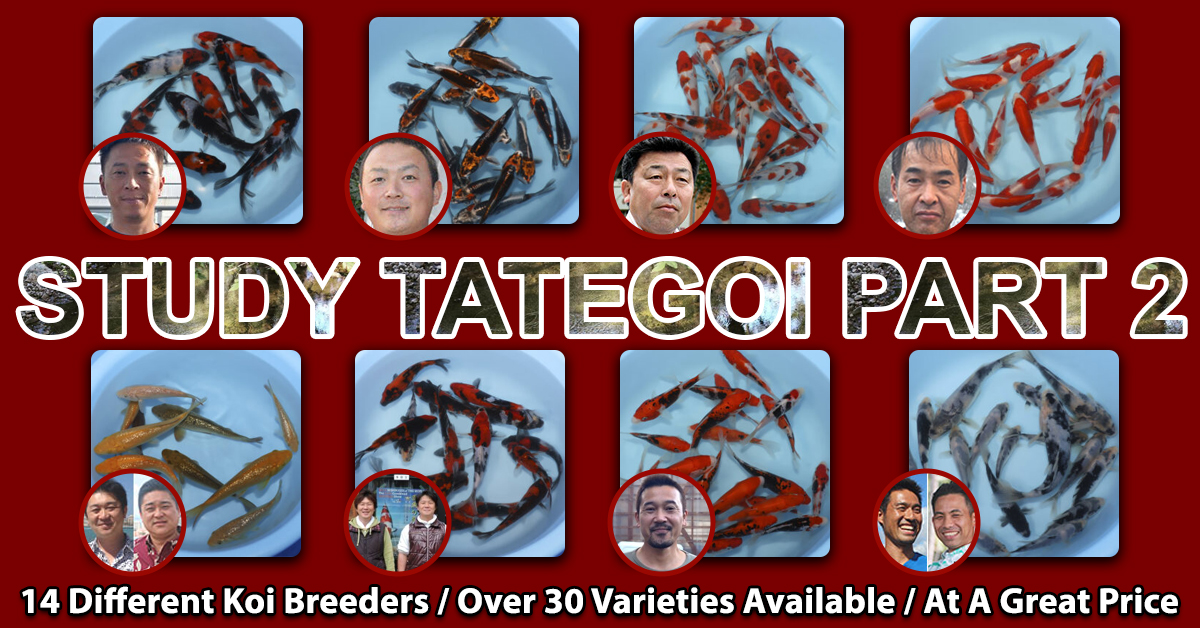 2023 Study Tategoi Part 2