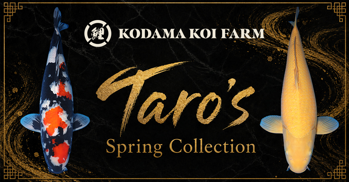 cha⭐︎taroさま 専用 Taro's Spring Collection Archives - Kodama Koi Farm