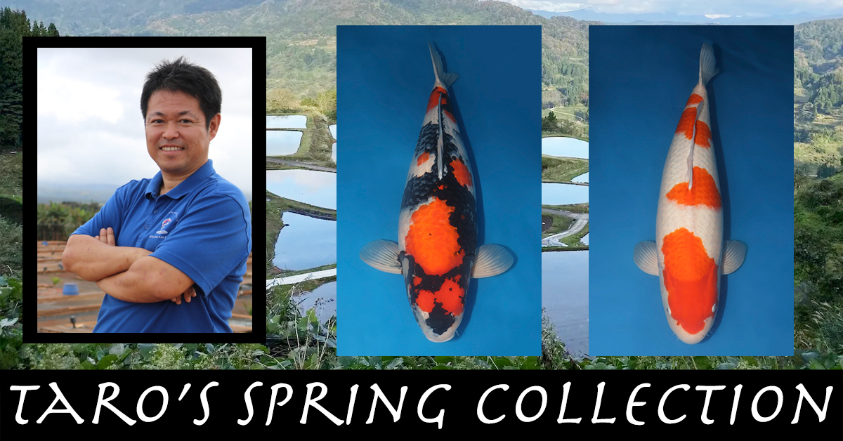 Taro's Spring Collection Landing Page Banner