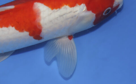 Goshiki – koi #v0321m051 - Image 2