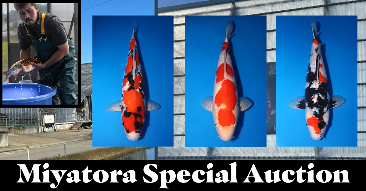 Miyatora Special Auction Archives - Kodama Koi Farm