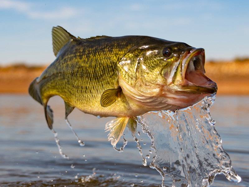 Best Types of Pond Fish for Small and Large Ponds