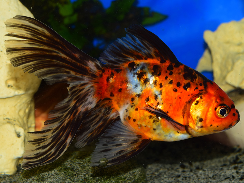 What's the difference between koi and goldfish? 4 factors to consider for  your pond - Splash Supply Company