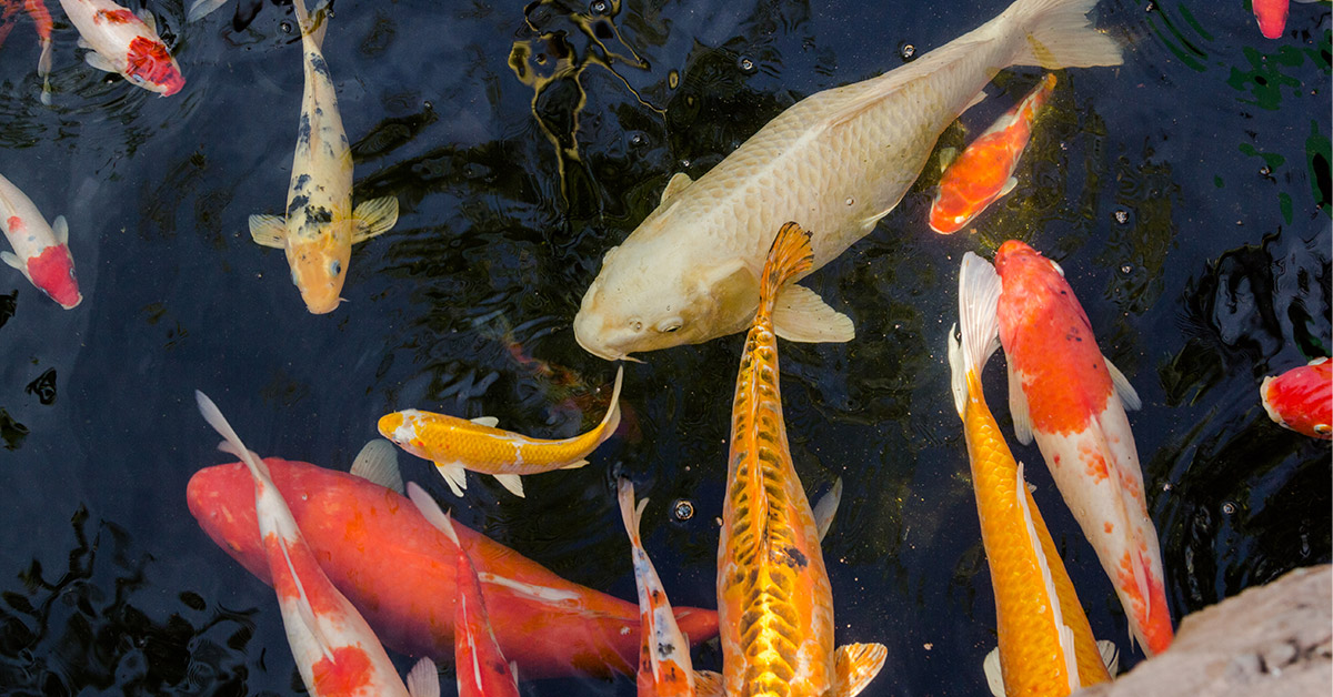 Types of Japanese koi pond fish