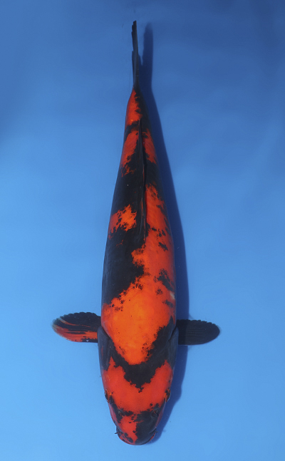 v0331m026