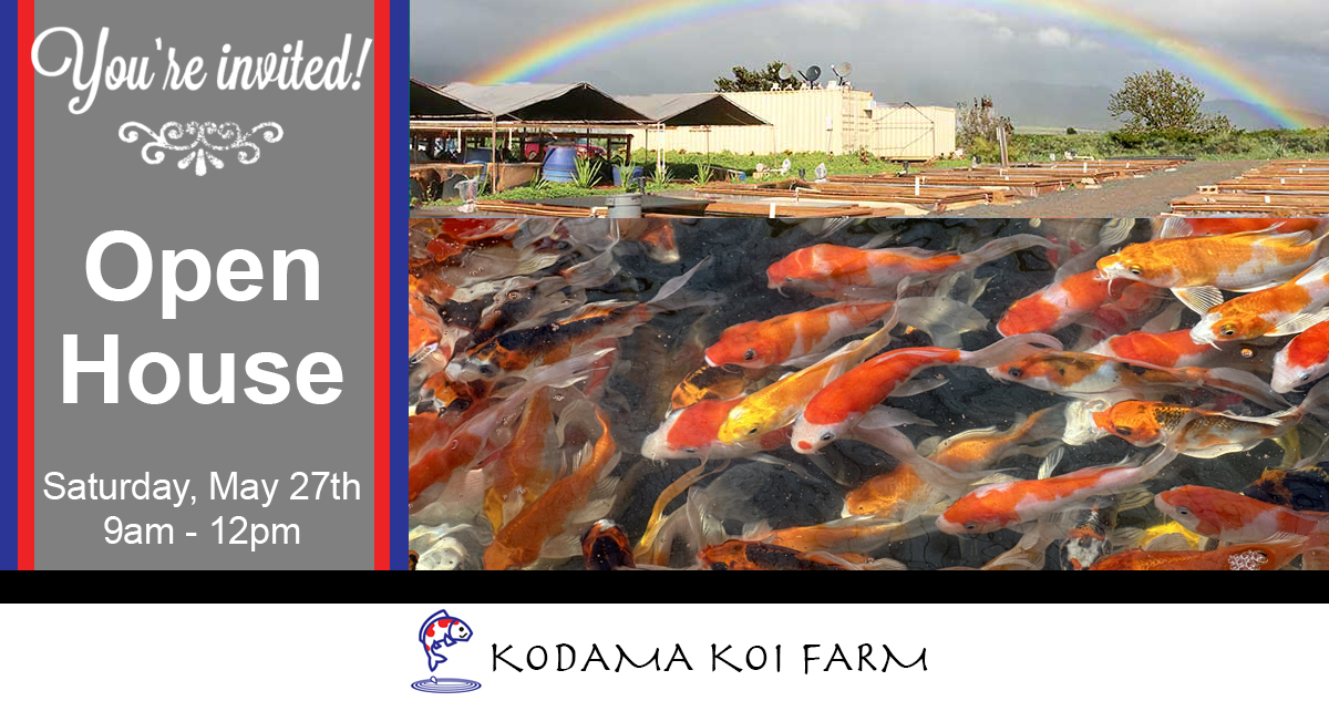 Open House June 2023 at Kodama Koi Farm