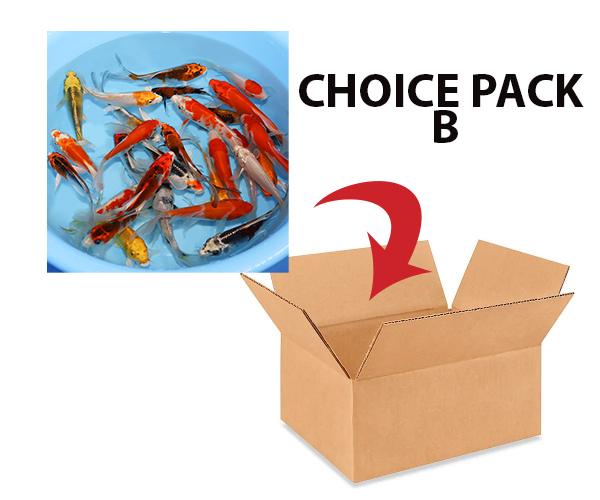 choice-pack-b