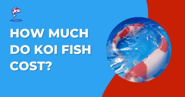 How Much Do Koi Fish Cost? Koi Pricing Guide for USA
