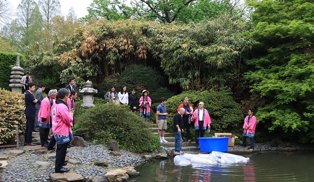 Koi Donation from Niigata, Japan to City of Philadelphia at Cherry Blossom Festival