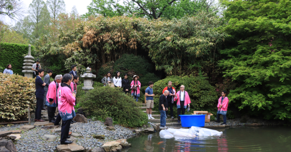 Koi Donation from Niigata, Japan to City of Philadelphia at Cherry Blossom Festival