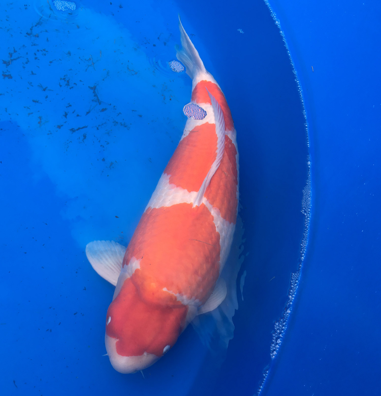How Much Do Koi Fish Cost? Koi Pricing Guide for USA