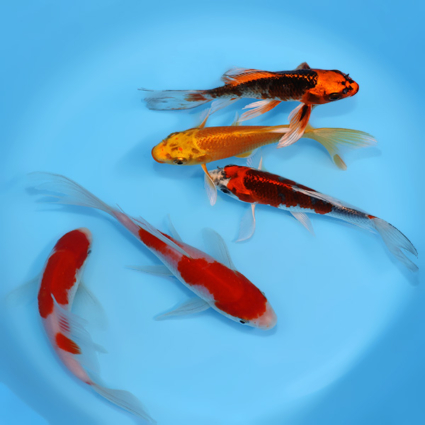 Mother's Day Pack #1 - mix koi #v0428stm001 - Image 2