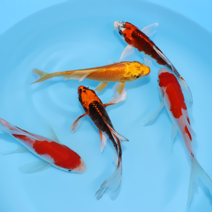 Mother's Day Pack #1 - mix koi #v0428stm001 - Image 3
