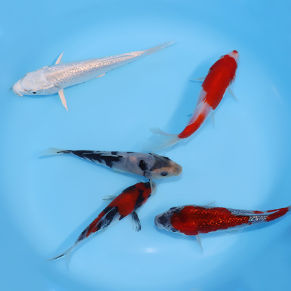 Mother's Day Pack #2 - mix koi #v0428stm002