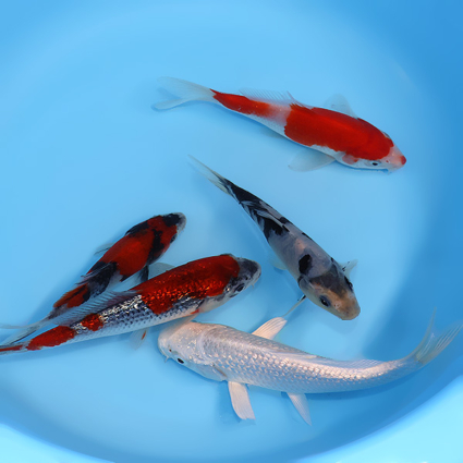 Mother's Day Pack #2 - mix koi #v0428stm002 - Image 2