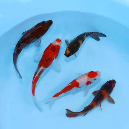 Mother's Day Pack #4 - mix koi #v0428stm004