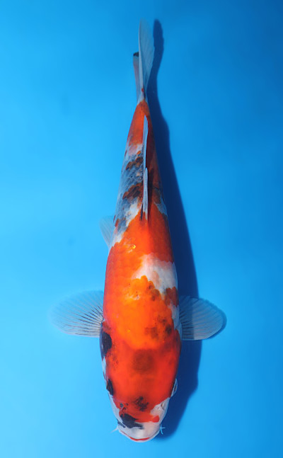 v0515a023