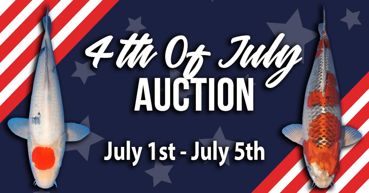 4th Of July Special Auction No. 2 Archives - Kodama Koi Farm