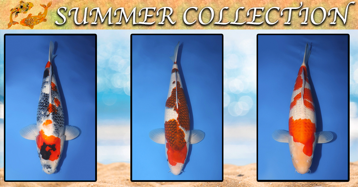 2023 Taro's Summer Collection Landing Page Banner