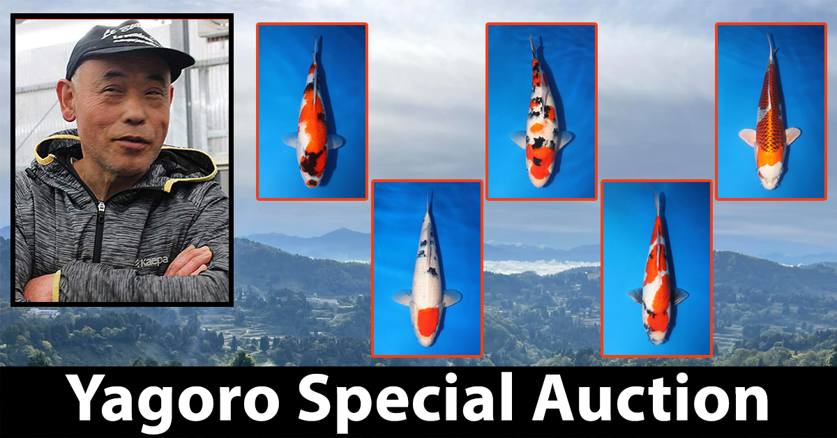 Yagoro Special Auction Landing Page Banner