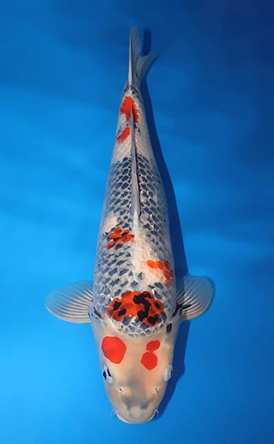 View All Koi Available From Kodama Koi Farm, 60% OFF