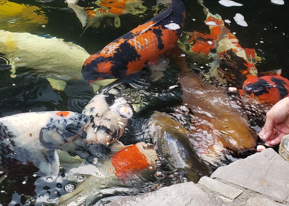 Are Koi Fish Friendly? A Look at Their Behavior and Interactions with  Humans