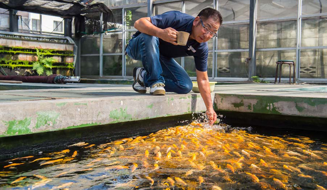 5 Benefits of Hand Feeding Your Koi Fish & Petting Tips