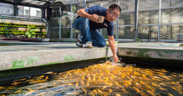 5 Benefits of Hand Feeding Your Koi Fish & Petting Tips