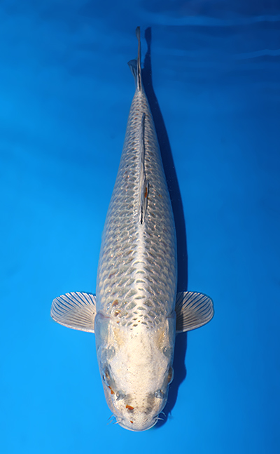 v0705s023