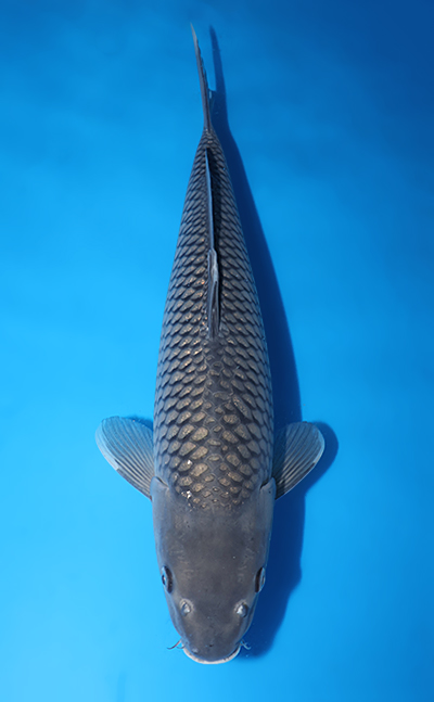 v0710s029