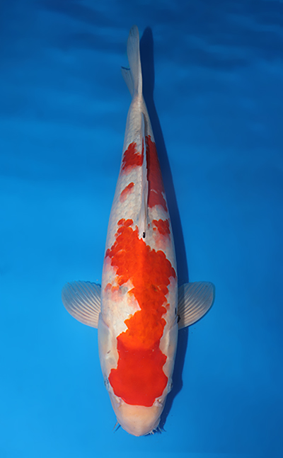 v0711s086