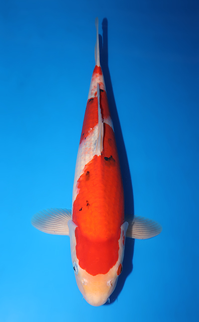 v0717s051